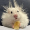 HAMSTER 12