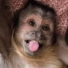 Macaco ✅️ 8