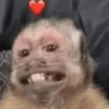 Macaquinhos 🐒 12