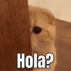 Hola?
