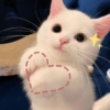 Pattycoala