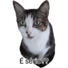 Pets 7