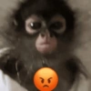 Macaco fofinho 10
