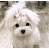 Perritos  coquettes 🐕🎀💕 9