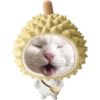 Miaw miaw 1 19