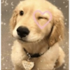 Dogs 7