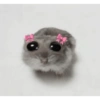 Hamster 19