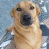 Caramelo reações  9