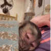 Наклейки с обезьянами 6