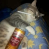 Gatitos Viciosos 🍻🥃 5