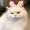 🐈‍⬛🐱🧶 GATOS | CATS 🧶🐱🐈‍⬛ 11
