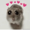 Hamster 15