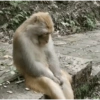 Macaco 🐵  19
