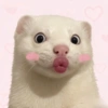 Meme Hurón Blanco TIKTOK ✨ 6