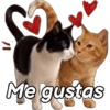 Gatos expresivos 😹🙀 17