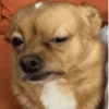 Adesivos de cachorrinho 9