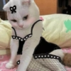 Gatinhos 15