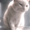 🐈‍⬛🐱🧶 GATOS | CATS 🧶🐱🐈‍⬛ 15