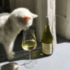Gatitos Viciosos 🍻🥃 13