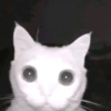 Michis a montón! 🐱 11