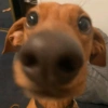 Cachorrinhos fofos 9