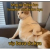 Cattiesays 😺🐈 11