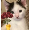 Miau 🗣️ 5