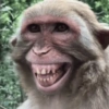 Macaco 11