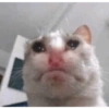 Gatinhos 6