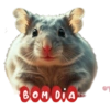 BOM DIA