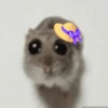 Hamster 22