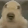 Perro  5