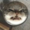 Pack of cats 8