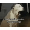 Bichinhos do ZAP 8