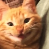 REAÇÕES DE GATOS 12