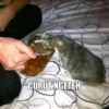 CURUT NGETEH