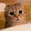 Gatos reacciones 😼 19