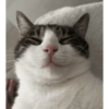  cat 6