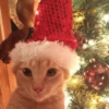 💚❤️Animalitos con gorrito❤️💚 8