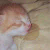 Kucing kucingan 10