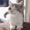 Gatos reacciones 😼 18