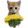 Little Rose Bear