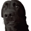 Memes cachorro 12