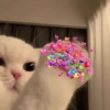 Só love✌️❤️ 10