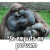 Q miras prro? 13