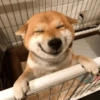 Memes cachorro 5