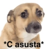 *C asusta⭑