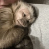 Macaquinhos 🐒 14