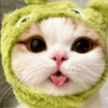 Gatos reacciones 😼 13