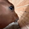 Im the easter bunny🐰memes 13